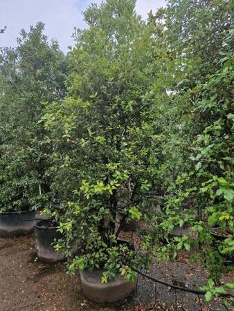 Quercus ilex 350-400 cm container meerstammig - afbeelding 26