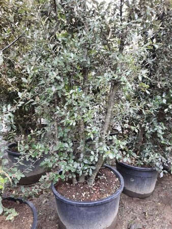 Quercus ilex 350-400 cm container meerstammig - afbeelding 10