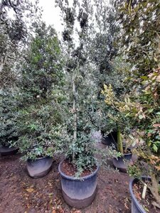 Quercus ilex 350-400 cm container multi-stem - image 14