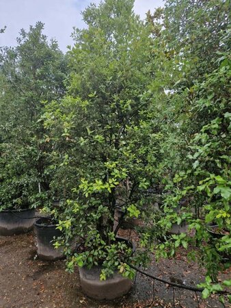 Quercus ilex 350-400 cm container multi-stem - image 20