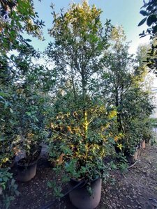 Quercus ilex 350-400 cm container multi-stem - image 13