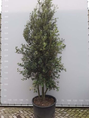 Quercus ilex 350-400 cm draadkluit meerstammig - afbeelding 3