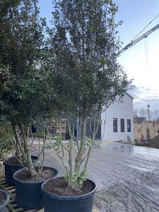 Quercus ilex 350-400 cm draadkluit meerstammig - afbeelding 1