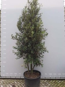 Quercus ilex 350-400 cm draadkluit meerstammig - afbeelding 2