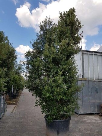 Quercus ilex 450-500 cm container meerstammig - afbeelding 1