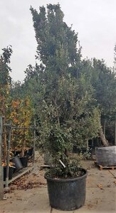 Quercus ilex 450-500 cm container meerstammig - afbeelding 12