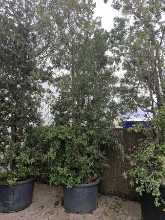 Quercus ilex 450-500 cm container meerstammig - afbeelding 11