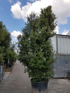 Quercus ilex 450-500 cm container meerstammig - afbeelding 10