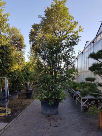 Quercus ilex 450-500 cm container meerstammig - afbeelding 13