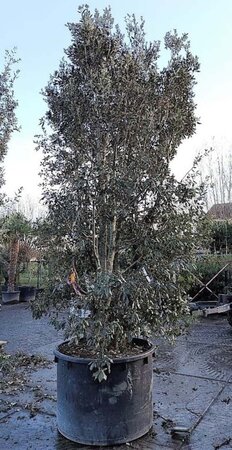 Quercus ilex 450-500 cm container meerstammig - afbeelding 9