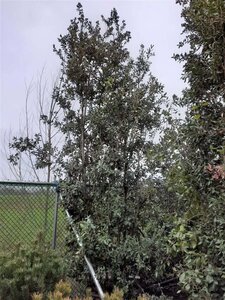 Quercus ilex 450-500 cm container meerstammig - afbeelding 8