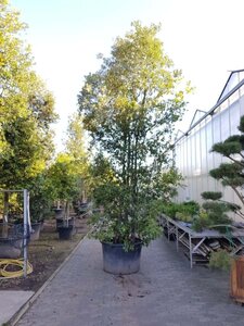 Quercus ilex 450-500 cm container meerstammig - afbeelding 6