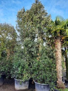 Quercus ilex 450-500 cm container meerstammig - afbeelding 4