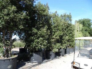 Quercus ilex 450-500 cm container meerstammig - afbeelding 14