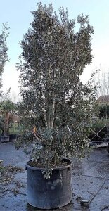 Quercus ilex 450-500 cm container multi-stem - image 9