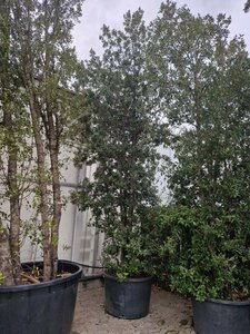 Quercus ilex 500-550 cm container meerstammig - afbeelding 2