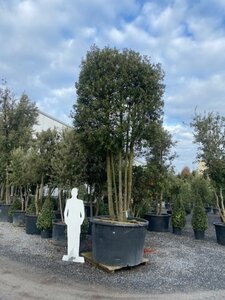 Quercus ilex 500-550 cm container meerstammig - afbeelding 1