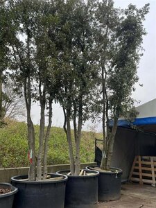 Quercus ilex 500-600 cm container meerstammig solitair - afbeelding 1