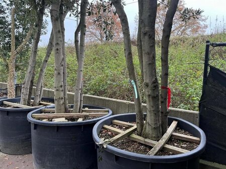 Quercus ilex 500-600 cm container meerstammig solitair - afbeelding 2