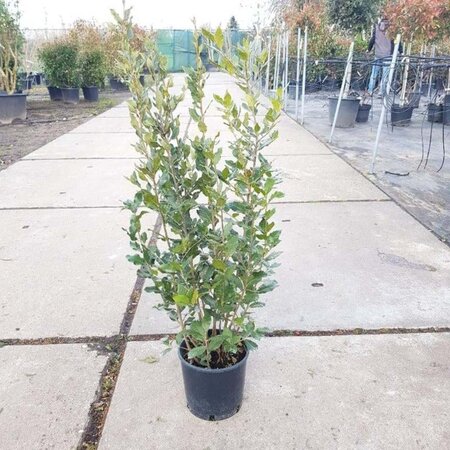 Quercus ilex 60-80 cm cont. 3,0L - afbeelding 5