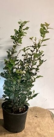 Quercus ilex 60-80 cm cont. 3,0L - afbeelding 9