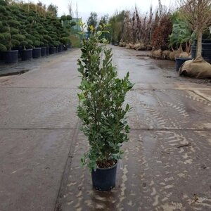 Quercus ilex 60-80 cm cont. 3,0L - afbeelding 4