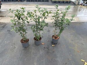 Quercus ilex 60-80 cm cont. 3,0L - afbeelding 10