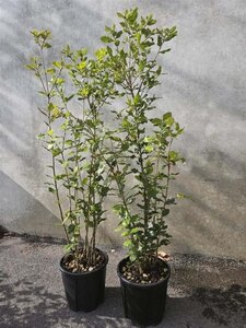 Quercus ilex 80-100 cm cont. 5,0L - afbeelding 7