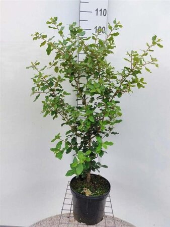 Quercus ilex 80-100 cm cont. 5,0L - afbeelding 6