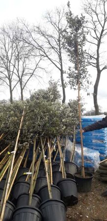 Quercus ilex 8-10 Hoogstam cont. 25L - afbeelding 2