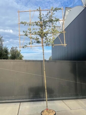 Quercus ilex 8-10 Hoogstam cont. 25L SCHERM,br150xh120 180 cm stam