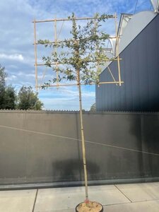 Quercus ilex 8-10 STA4 cont. 25L screen,br150xh120 180 cm stem