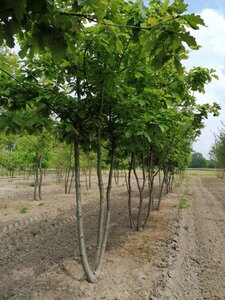 Quercus petraea 350-400 cm draadkluit meerstammig - afbeelding 1