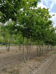 Quercus petraea 350-400 cm draadkluit meerstammig - afbeelding 2