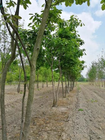 Quercus petraea 350-400 cm draadkluit meerstammig - afbeelding 3