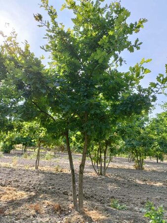 Quercus robur 300-350 cm draadkluit meerstammig - afbeelding 2