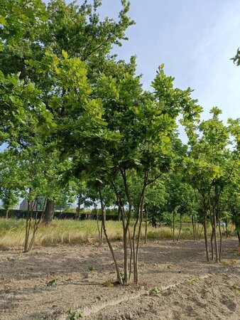 Quercus robur 300-350 cm draadkluit meerstammig - afbeelding 5