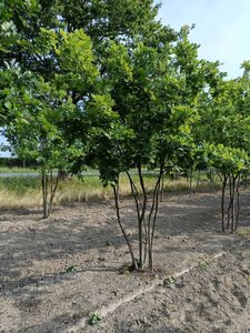 Quercus robur 350-400 cm draadkluit meerstammig - afbeelding 3