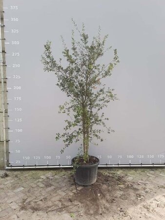 Quercus suber 200-225 cm draadkluit meerstammig - afbeelding 1