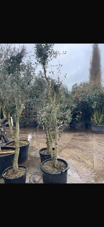 Quercus suber 200-250 cm cont. 70L meerstammig - afbeelding 1