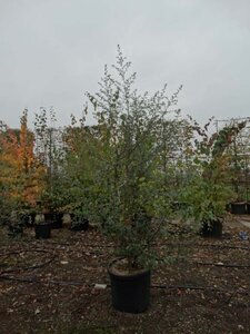 Quercus suber 200-250 cm cont. 70L meerstammig - afbeelding 2