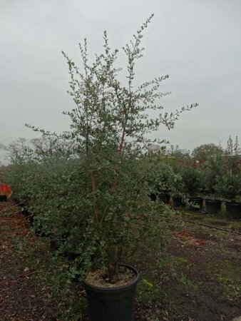 Quercus suber 200-250 cm cont. 70L meerstammig - afbeelding 4