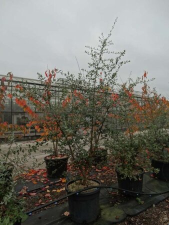 Quercus suber 200-250 cm cont. 70L meerstammig - afbeelding 5