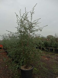 Quercus suber 200-250 cm cont. 70L multi-stem - image 4