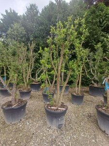 Quercus suber 250-300 cm container meerstammig - afbeelding 4