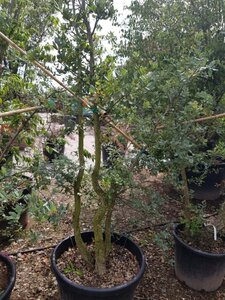 Quercus suber 250-300 cm container meerstammig - afbeelding 3