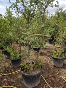 Quercus suber 250-300 cm container meerstammig - afbeelding 8