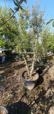 Quercus suber 250-300 cm container meerstammig - afbeelding 7