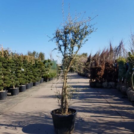 Quercus suber 250-300 cm container meerstammig - afbeelding 6