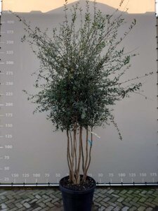 Quercus suber 250-300 cm container meerstammig - afbeelding 2